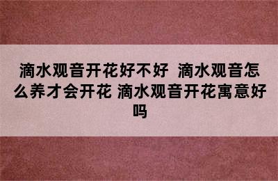 滴水观音开花好不好  滴水观音怎么养才会开花 滴水观音开花寓意好吗